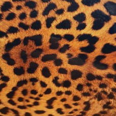 Evelatus Aizsargplēve Evelatus Universal Leopard Colorful Film for Screen Cutter
