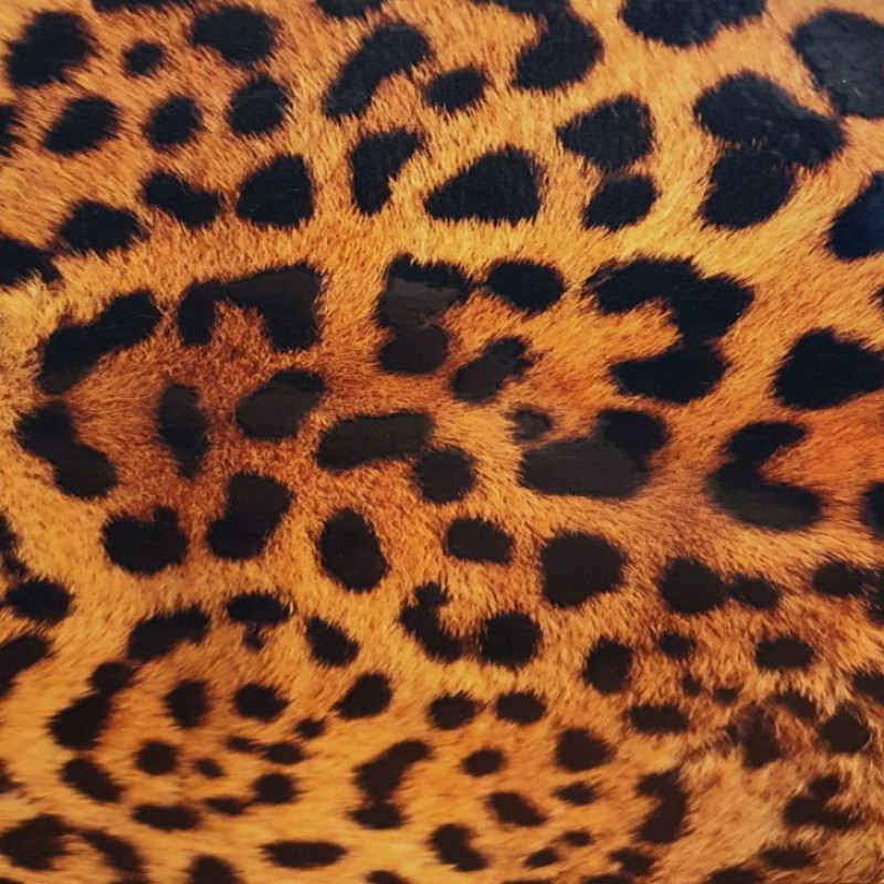 Evelatus Aizsargplēve Evelatus Universal Leopard Colorful Film for Screen Cutter